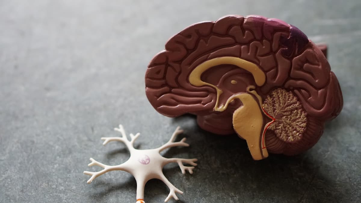 Cholesterinsenker: Statine und Alternativen - was man wissen sollte